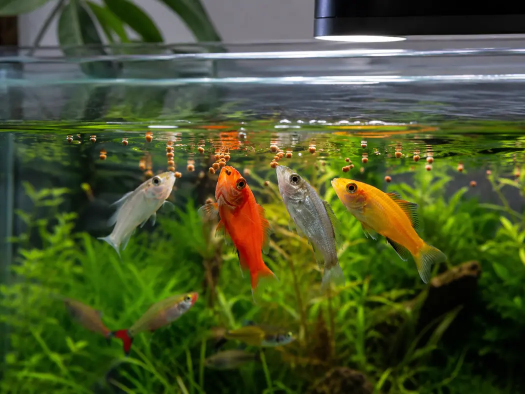 Stress / Health Fish Not Eating