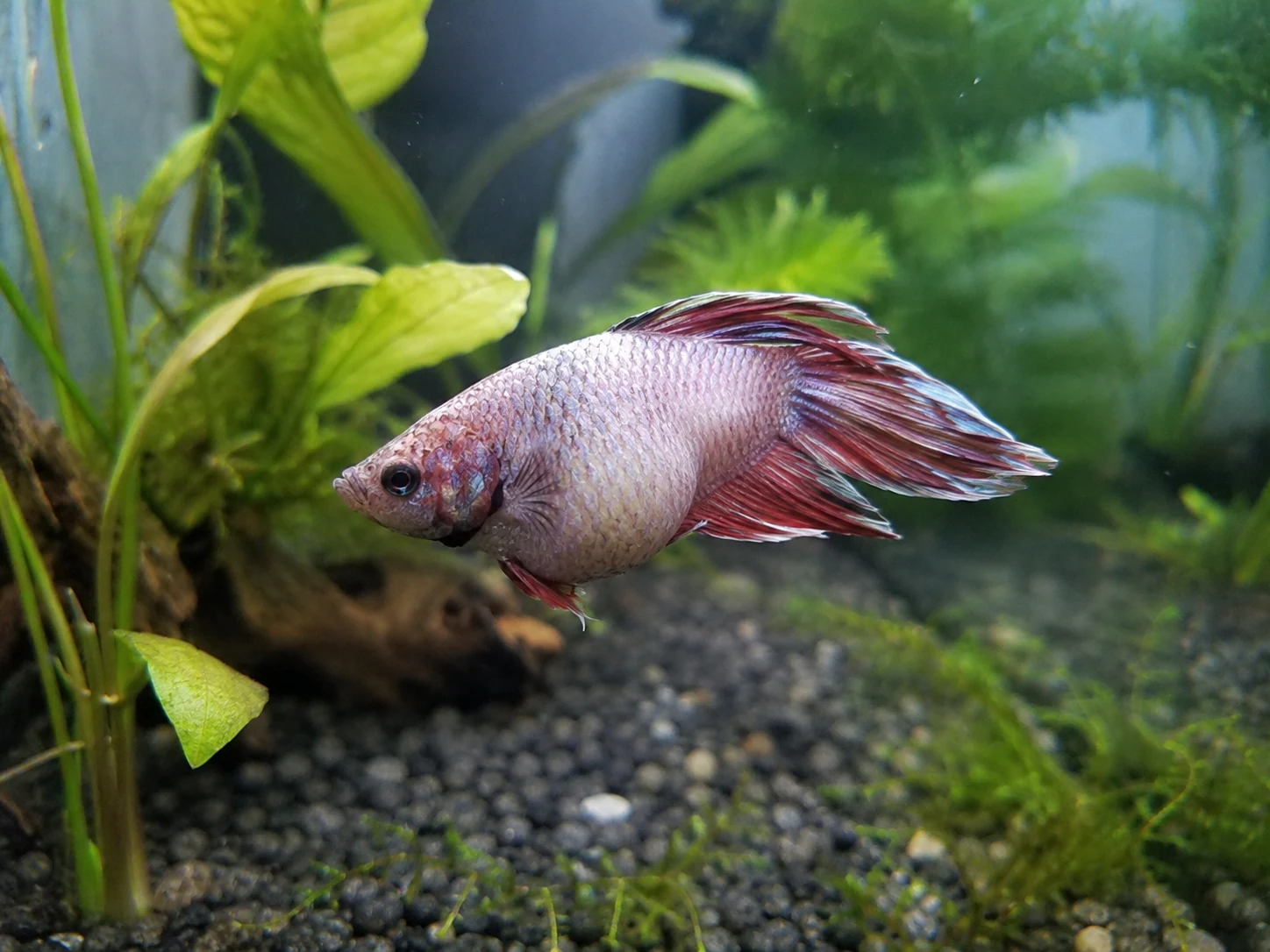 A rounded female betta belly is not automatically a disease sign. Pattern and behavior matter.