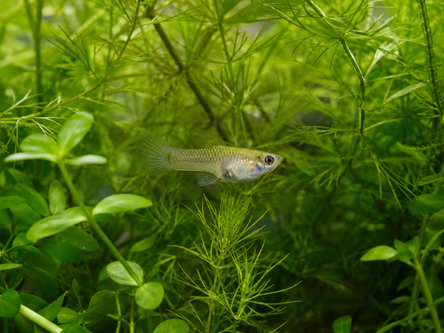 Female Guppy Cover Plants