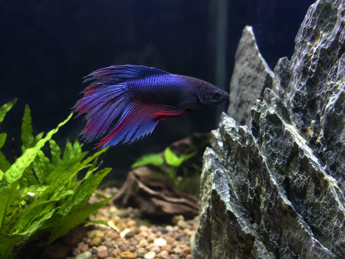 Fin Rot Recovery Toolkit