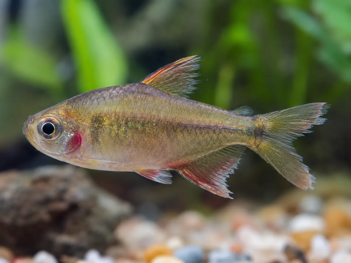 Fin Rot Water Testing
