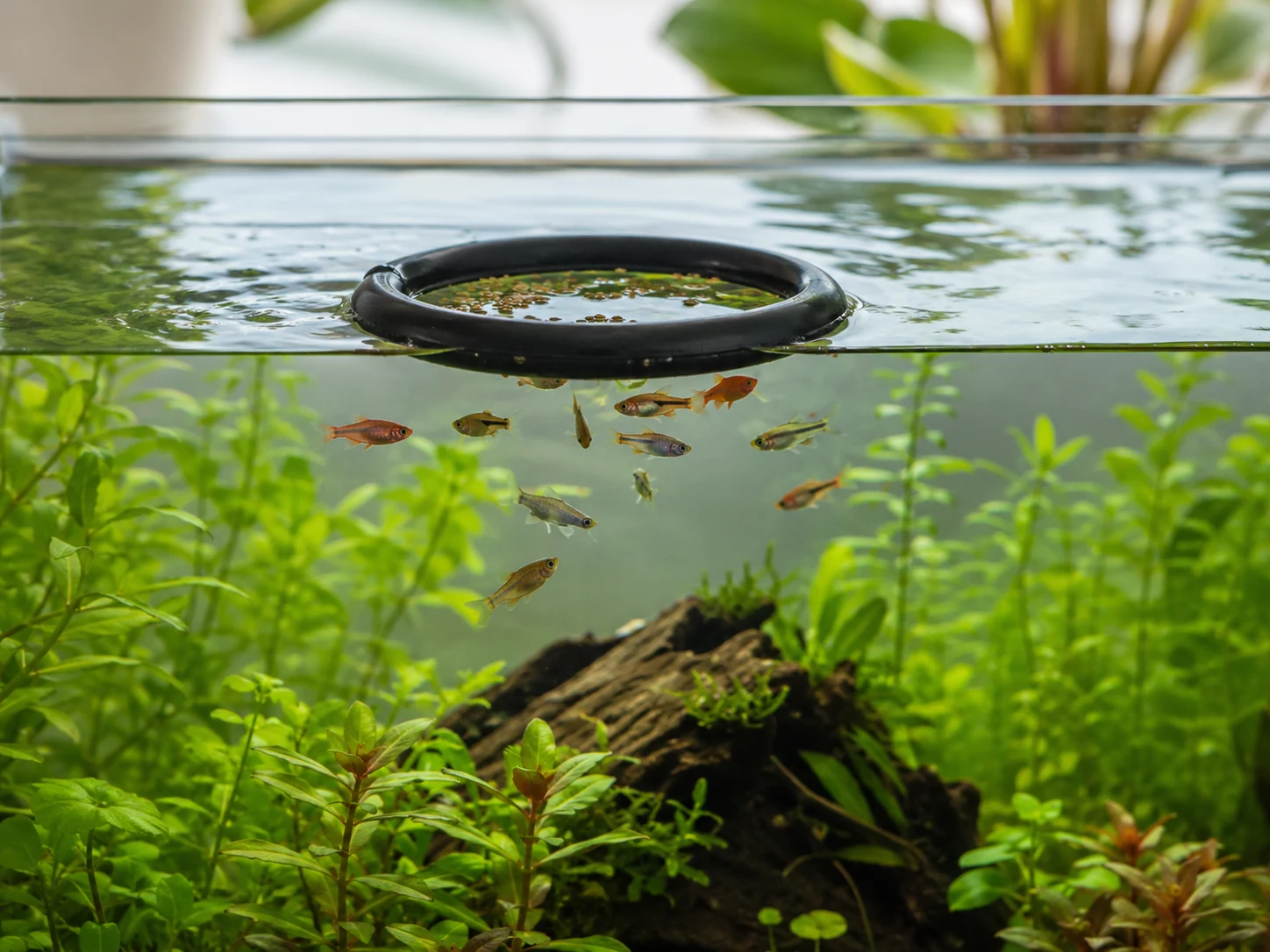 Fish Feeding Ring Surface