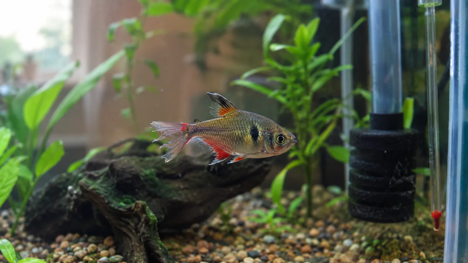 Fish Fin Rot Hero