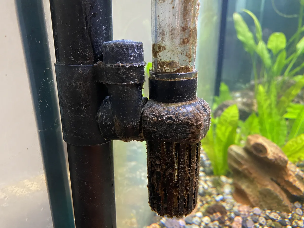 Fish Flashing Water Test