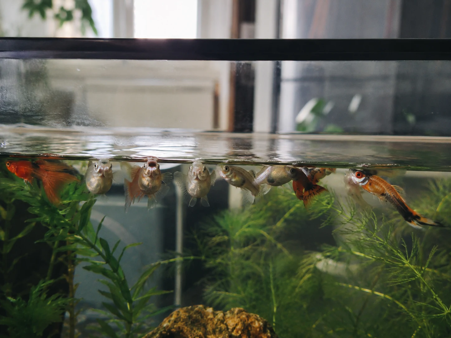Freshwater fish gathered near the surface gasping for air