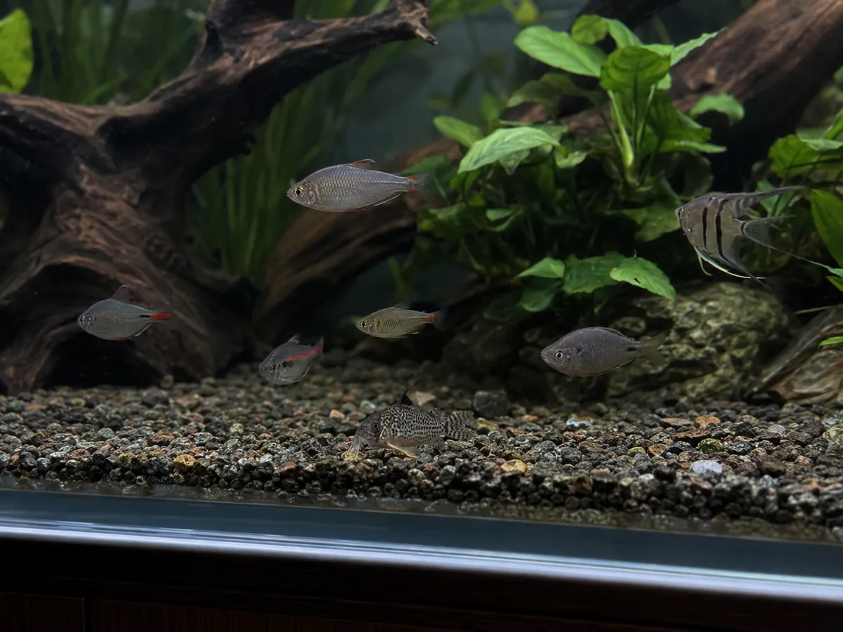 Fish Hiding Social Stress