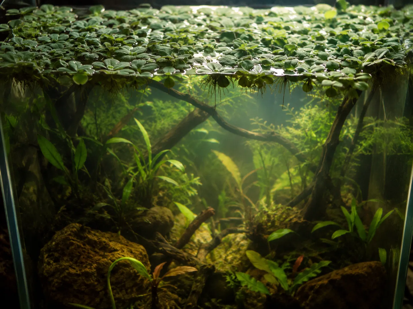 Floating Plants Light Diffuser