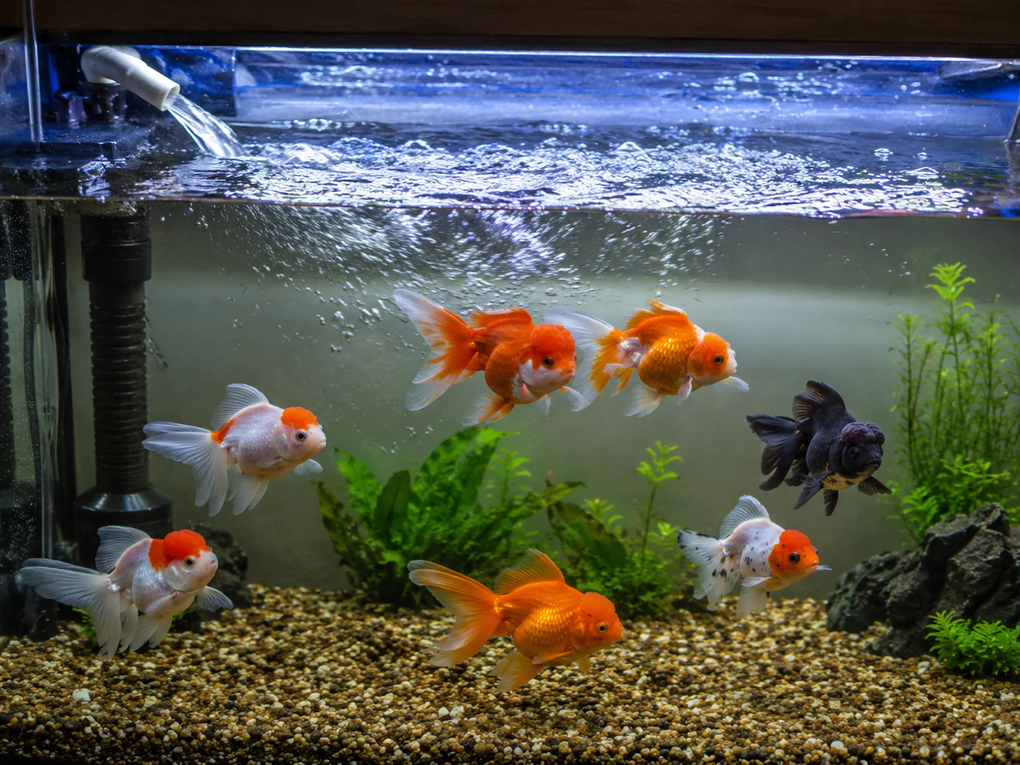 Goldfish Filter Surface Movement