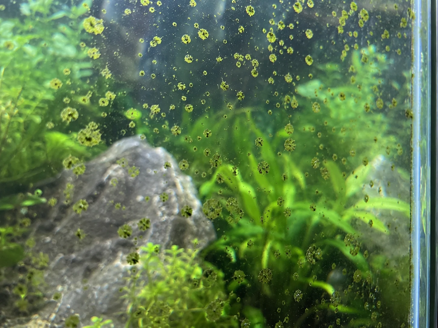 Hard green spot algae dots on aquarium glass