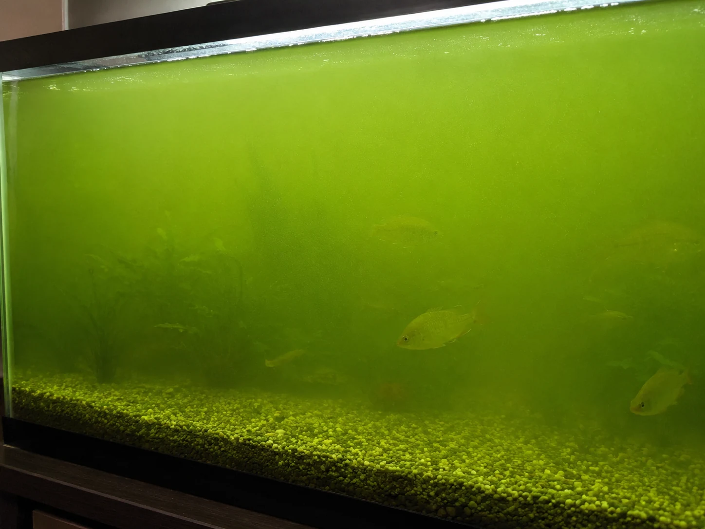Aquarium with green water caused by suspended algae bloom