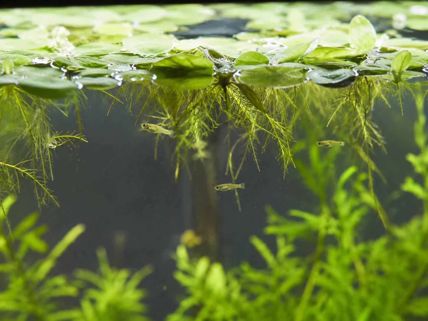 Guppy Fry Floating Plants