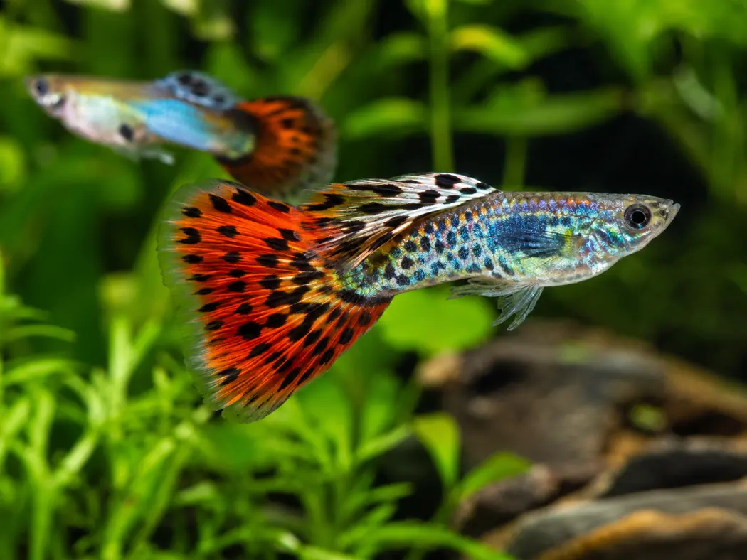 Guppies 10 gallons · easy