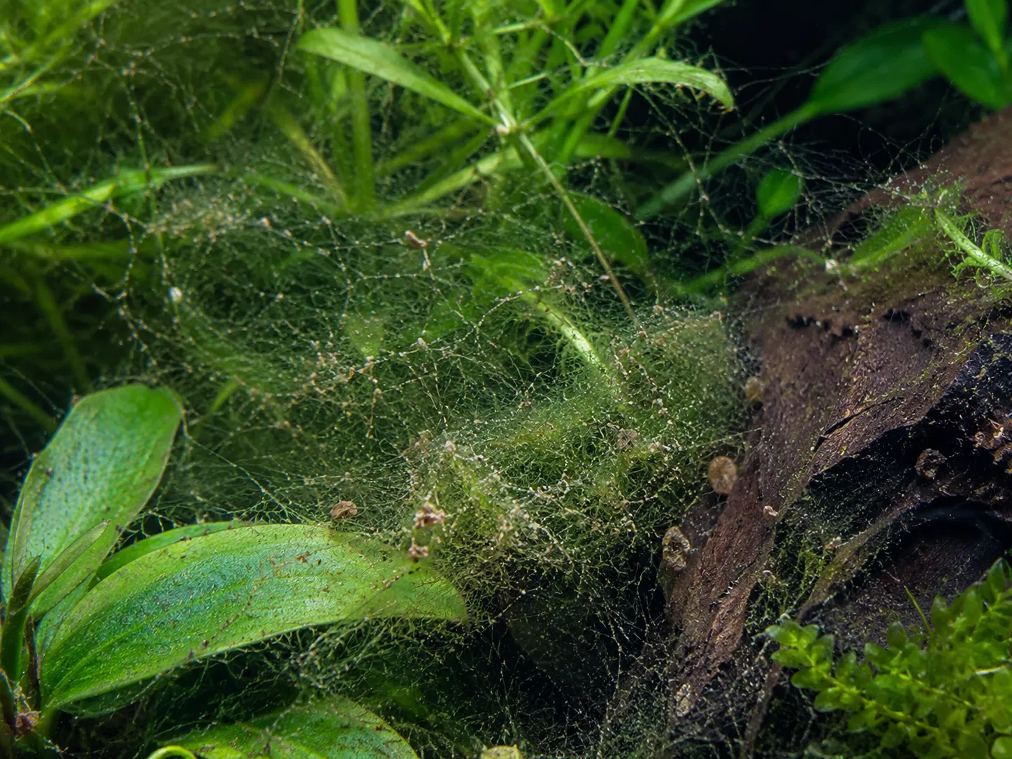 Hair Algae Debris Trap