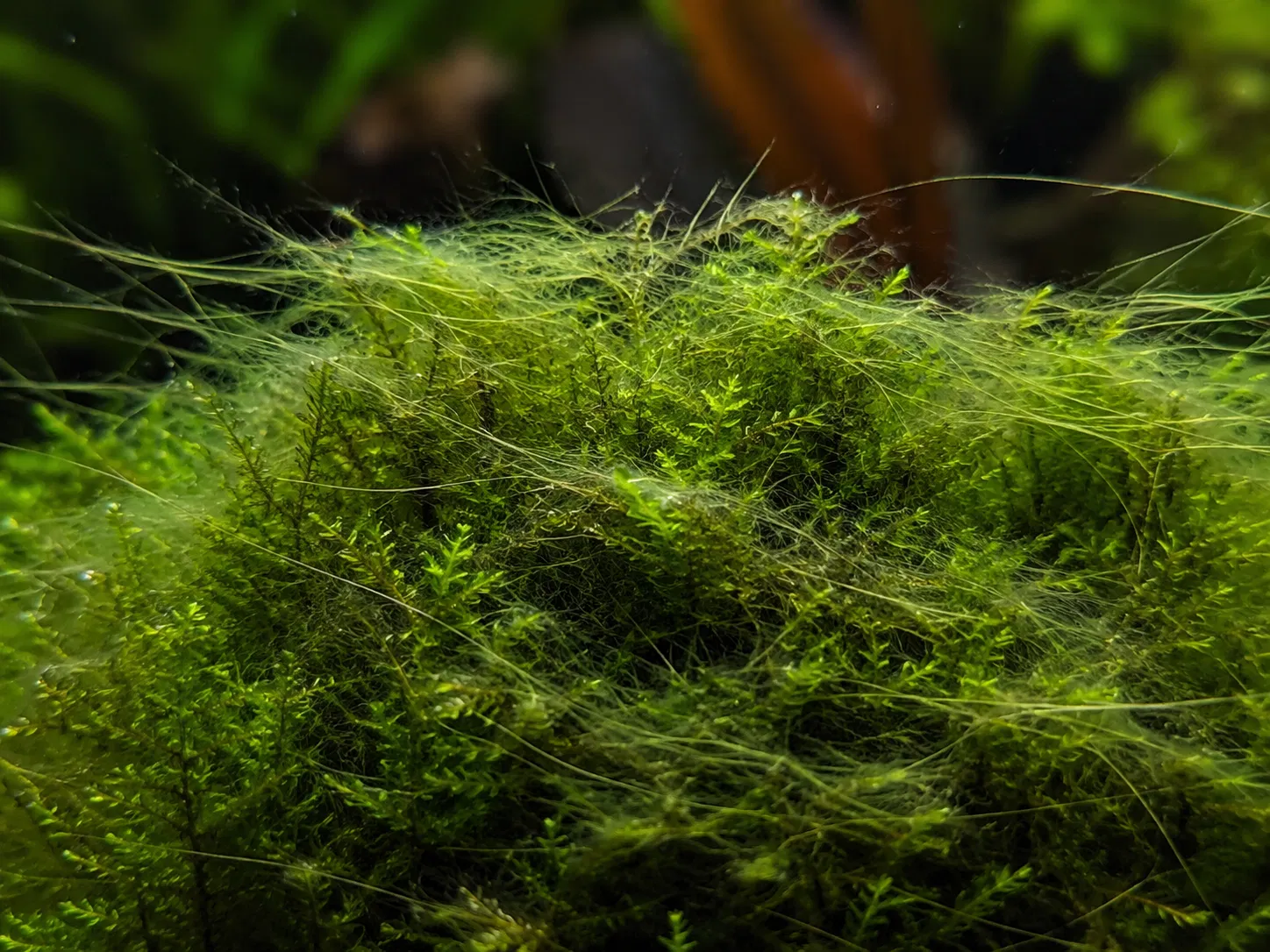 Hair Algae On Moss Closeup