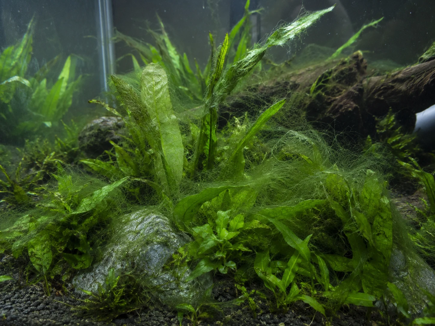 Long green hair algae tangled through aquarium plants