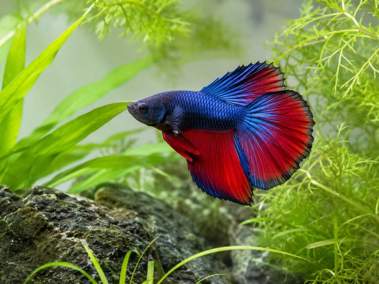 Smooth decor, stable water, and calm handling help protect a betta’s eyes.