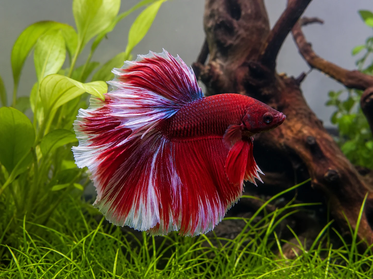 Stable water, gentle flow, and fin-safe decor give a betta the best chance to keep healthy fins.