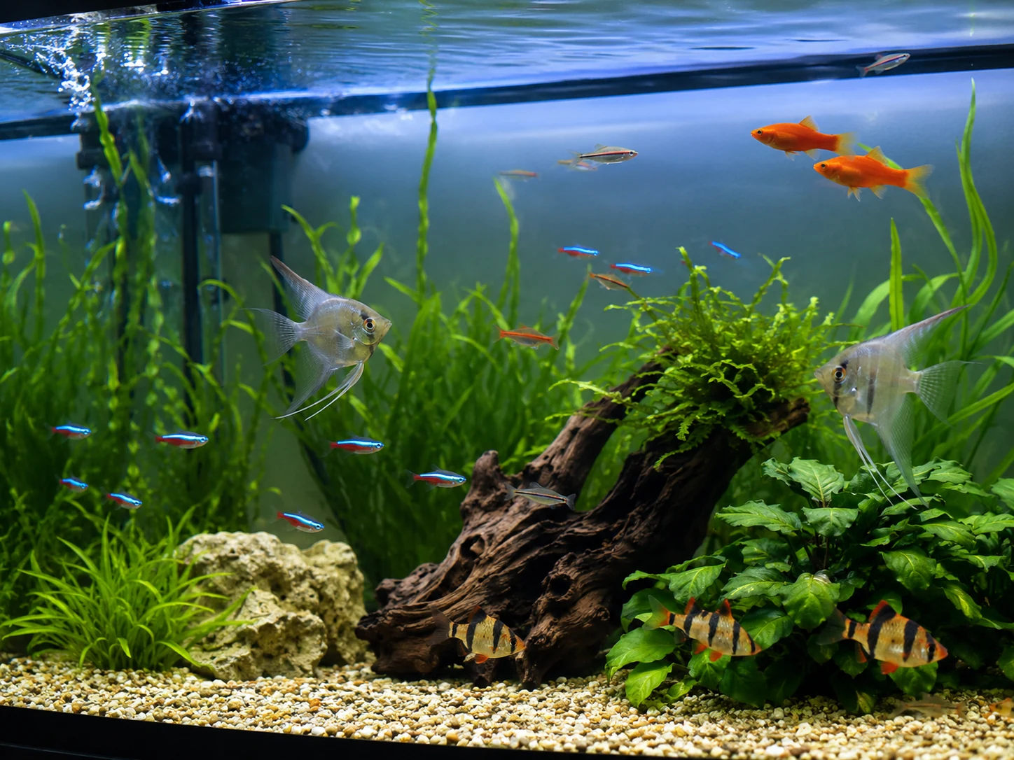 Healthy freshwater fish swimming normally in clear well-oxygenated water