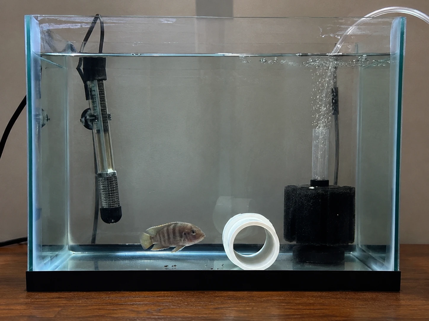 Simple hospital tank setup for a sick fish not eating