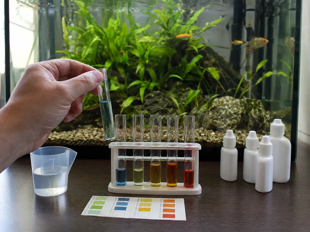 Ich Quarantine Tank