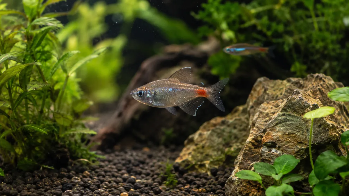 Ich Water Testing Before Treatment