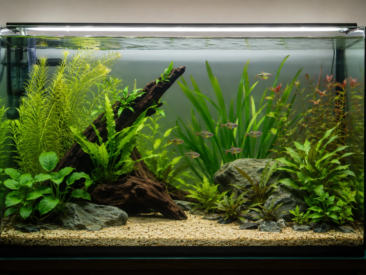 Simple beginner planted tank layout with background and midground plants