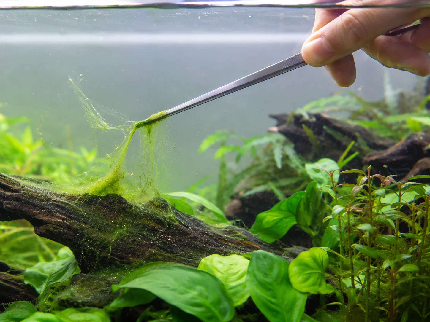 Manual Hair Algae Removal