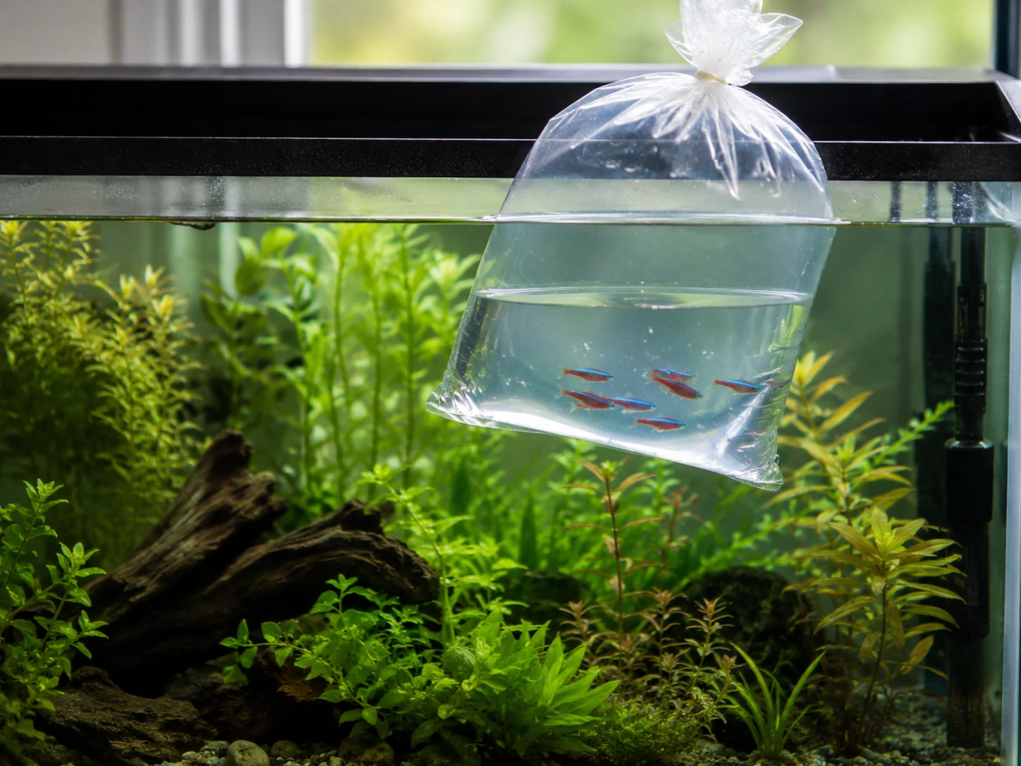 Neon Tetra Acclimation Bag