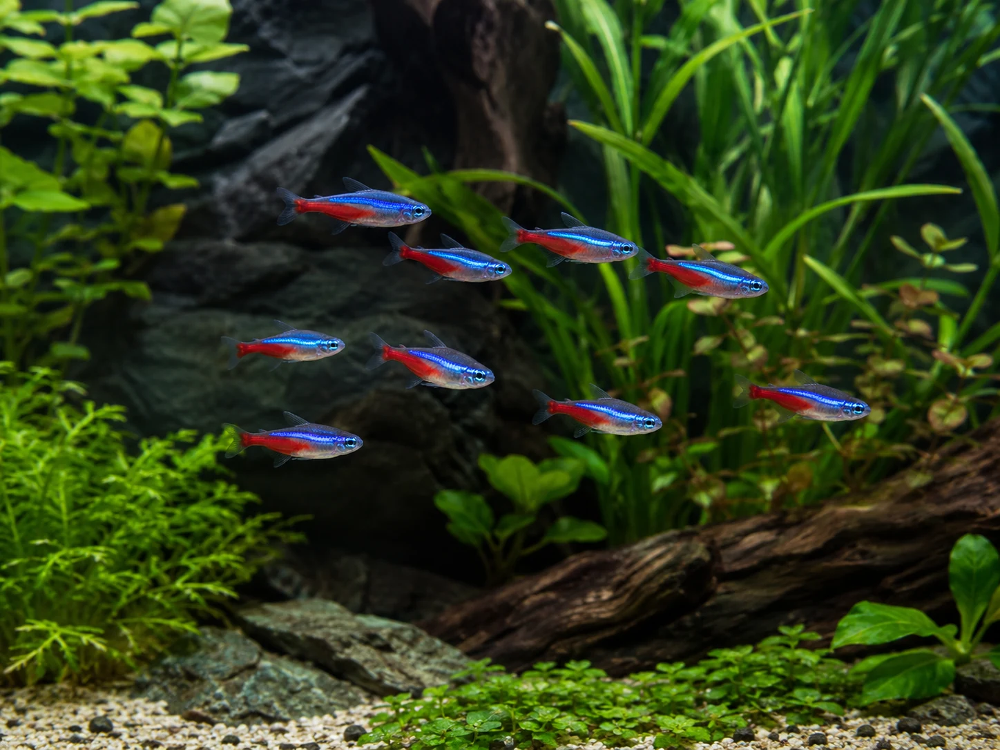 Neon Tetra School Planted Tank