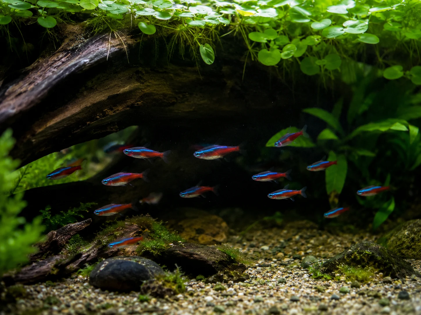 Neon Tetra Shaded Cover