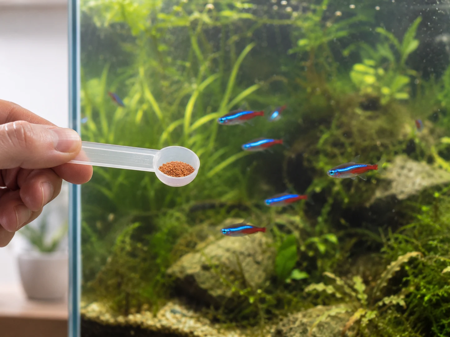 Neon Tetra Small Food