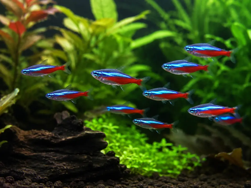 Neon Tetras 10–20 gallons · schooling