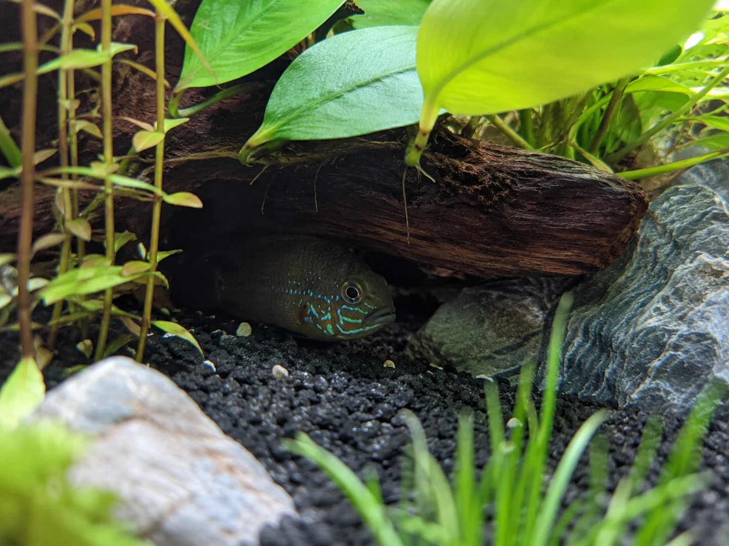 New freshwater fish hiding near plants and not eating