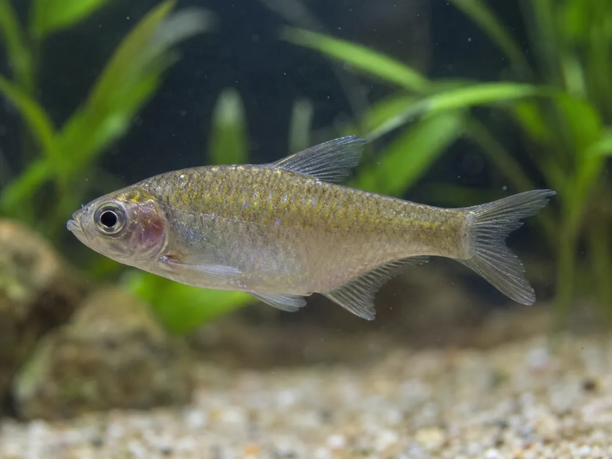 New Fish Parasite Risk