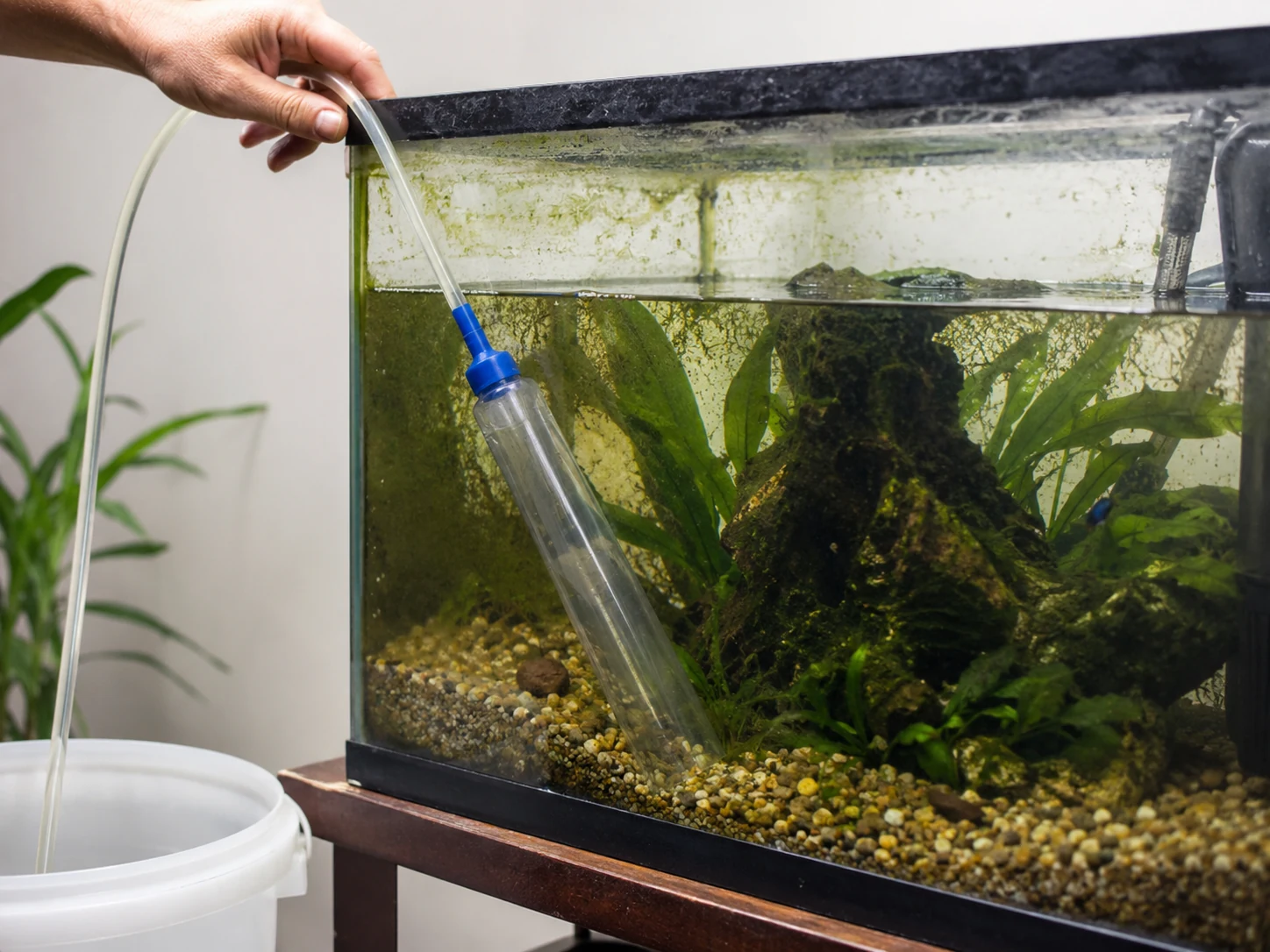 Old Tank Syndrome Gradual Water Change