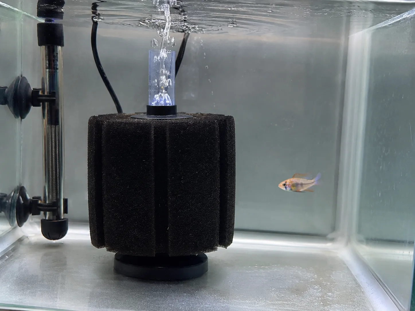 Quarantine Tank Setup Hero