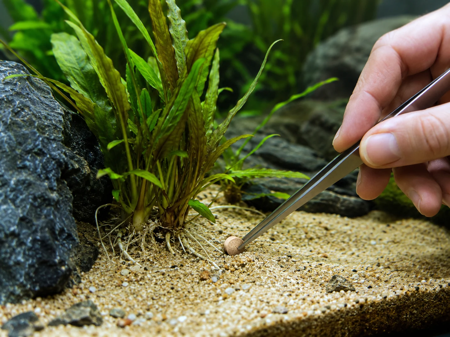 Root tab placed near aquarium plant roots in sand substrate