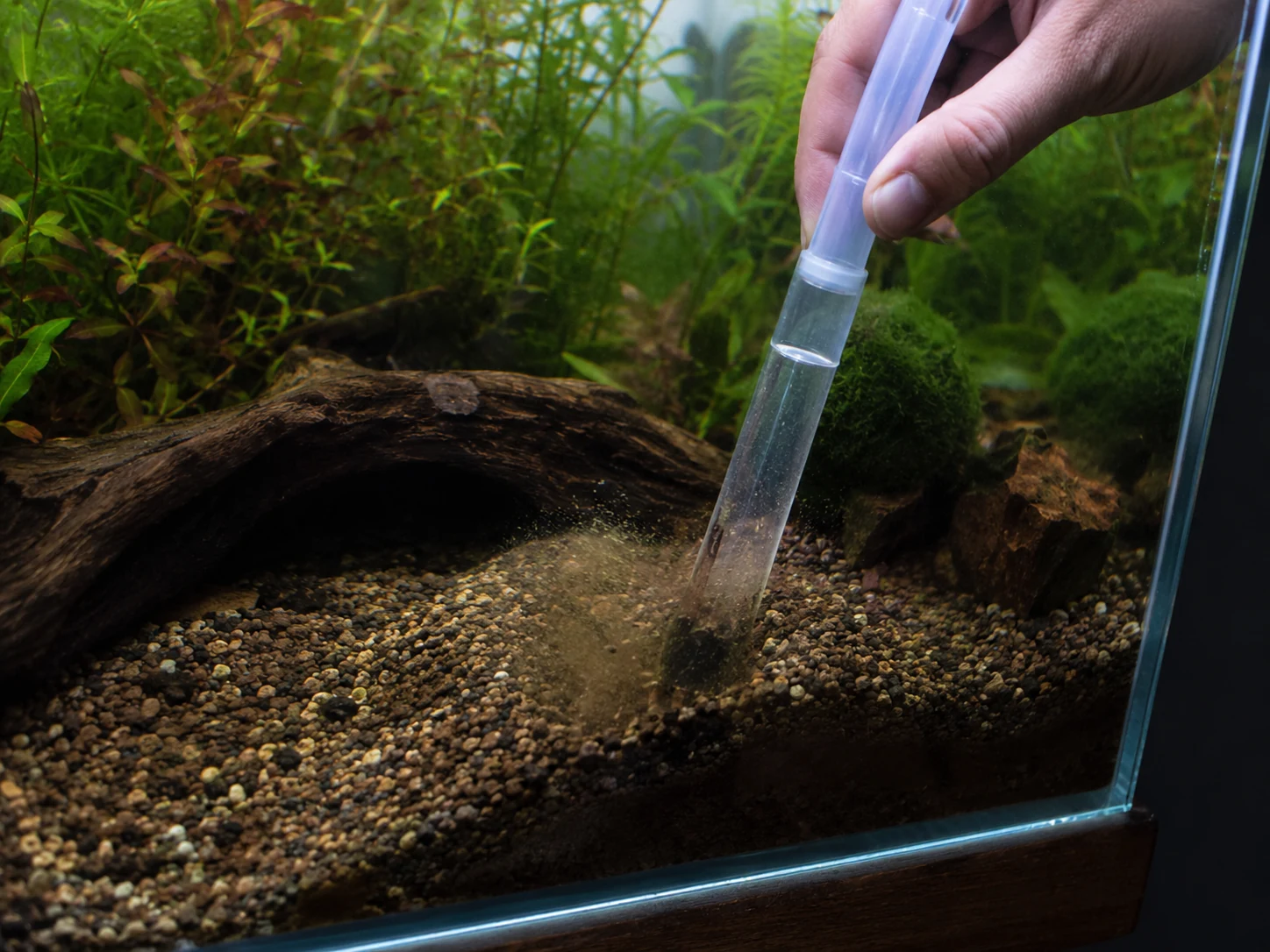 Aquarium substrate being carefully siphoned around trapped waste