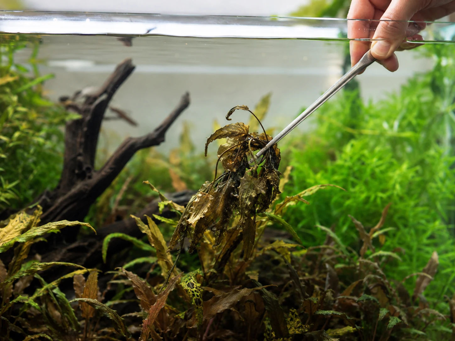 Rotting aquarium plant leaves being removed from a freshwater tank