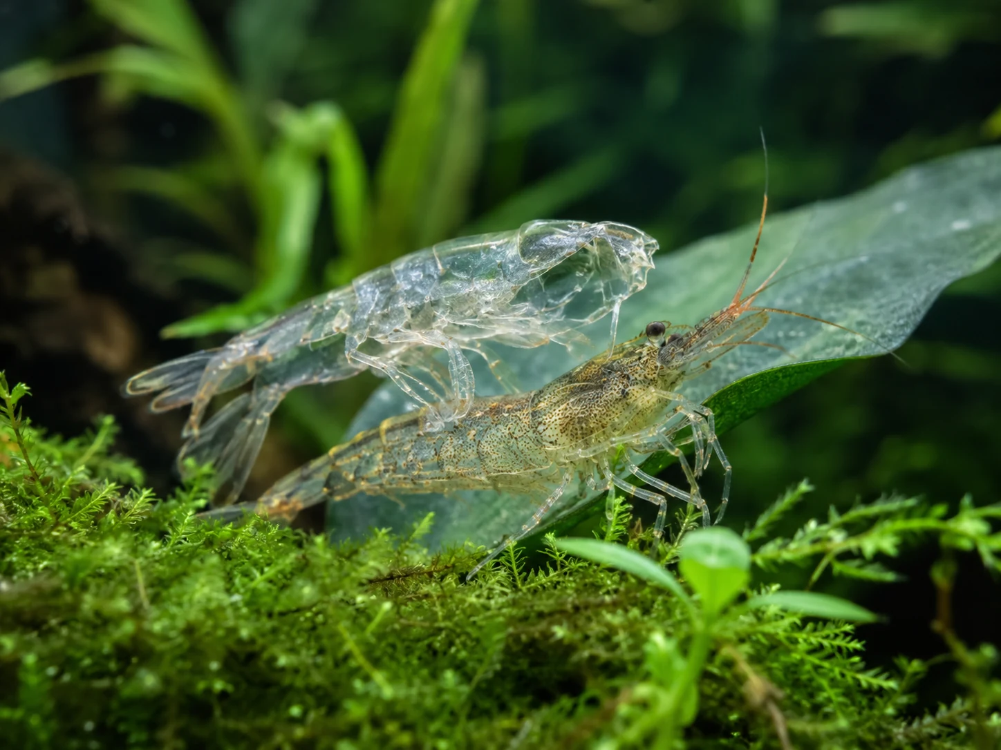 Shrimp Molting Stability Closeup
