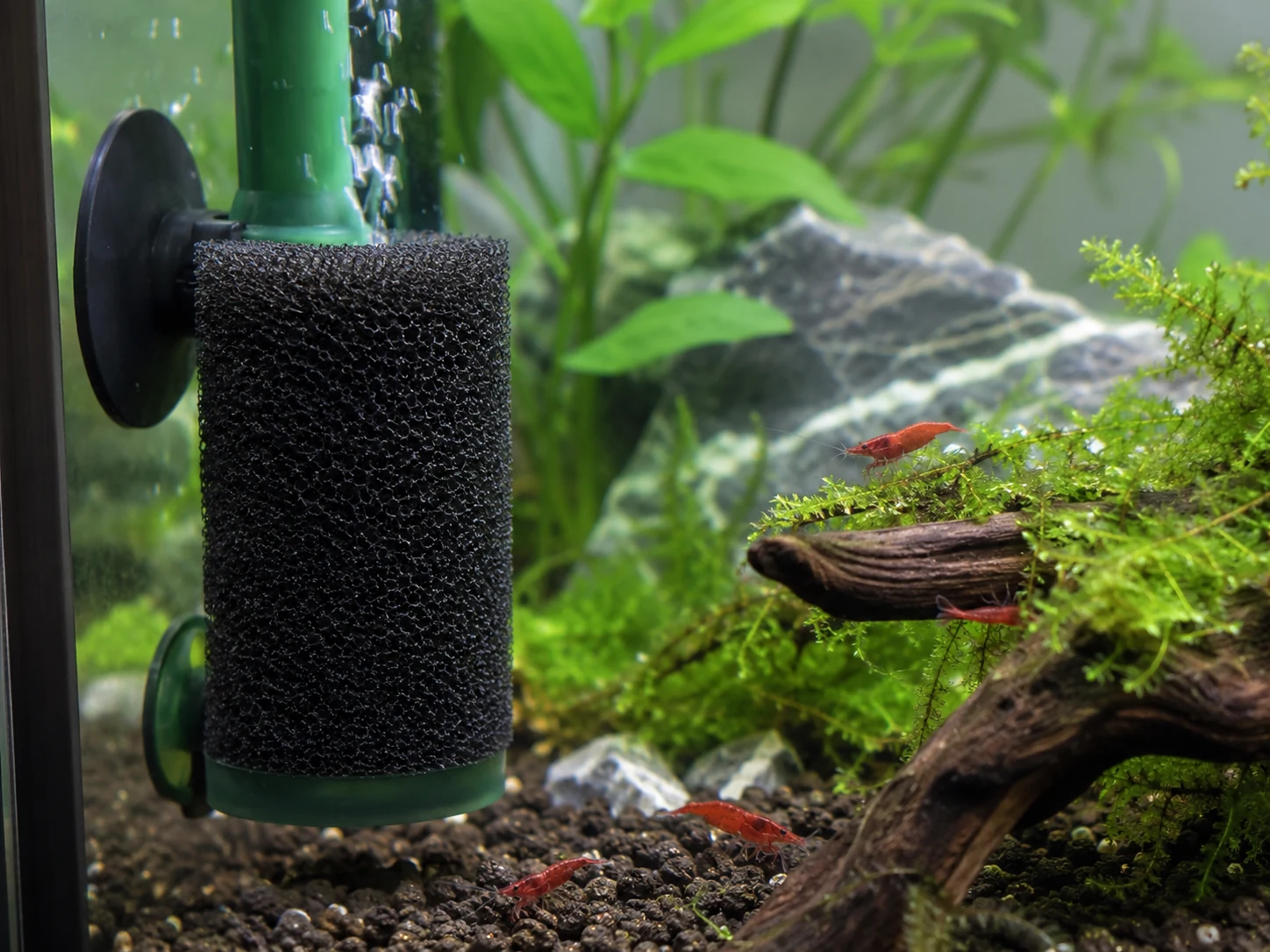 Shrimp Sponge Filter Safe Intake