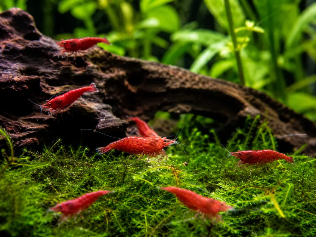 Shrimp 5–10 gallons · sensitive