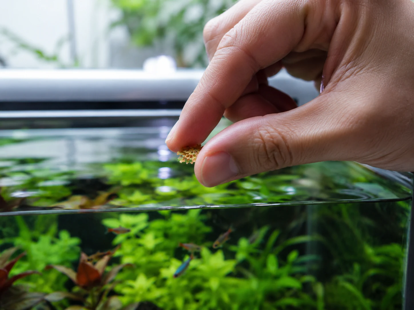 Small Pinch Of Fish Food