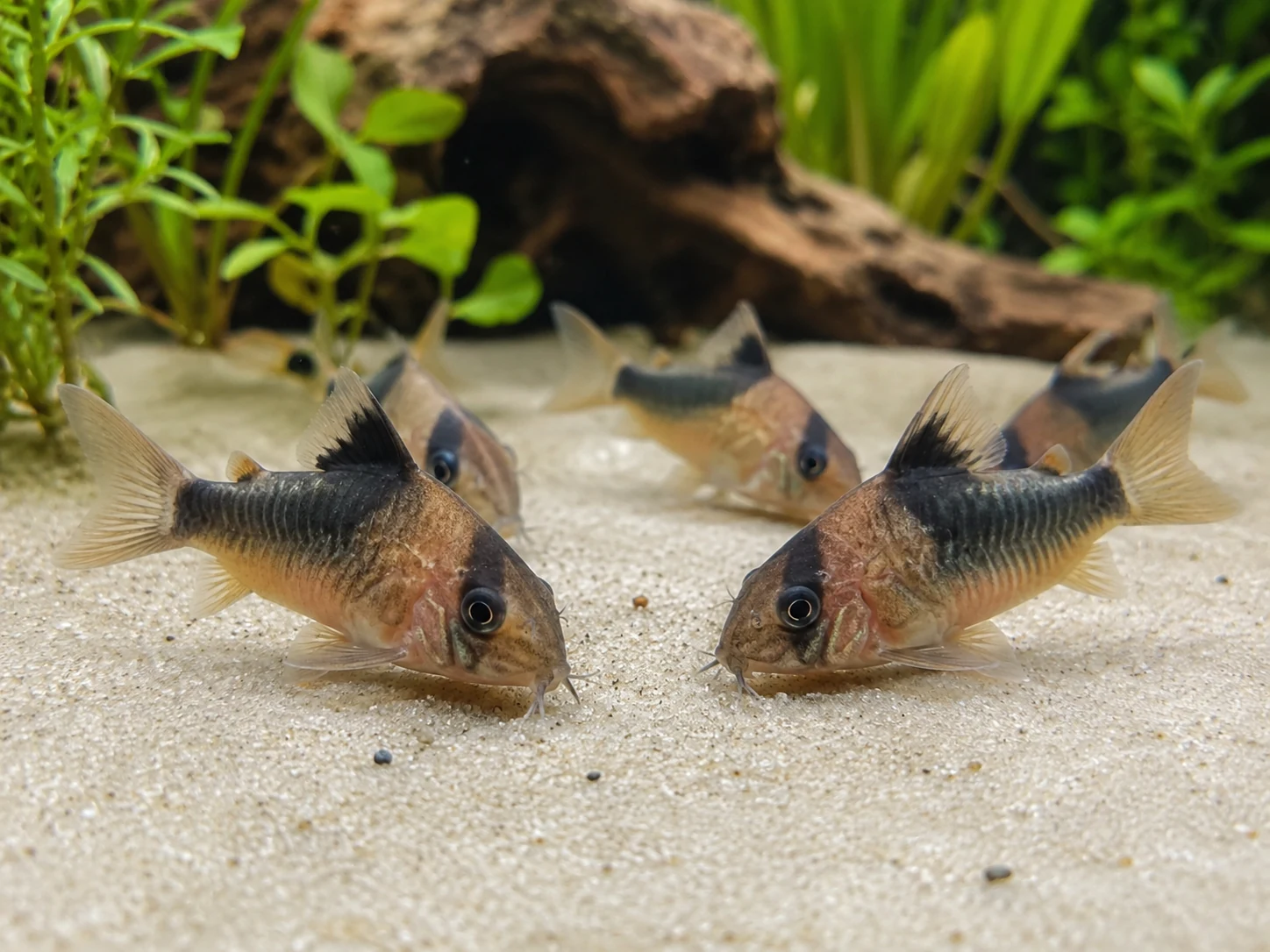 Smooth Sand For Bottom Fish