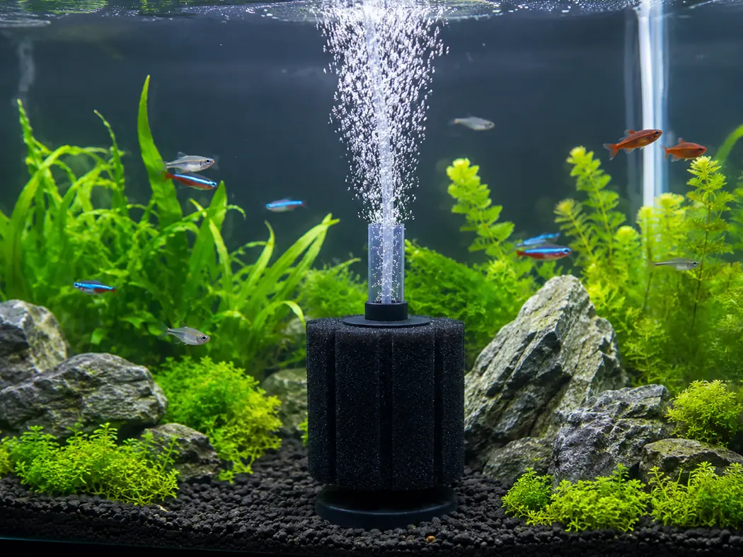 Air Pumps Sponge filters, oxygen support, and quieter setups.