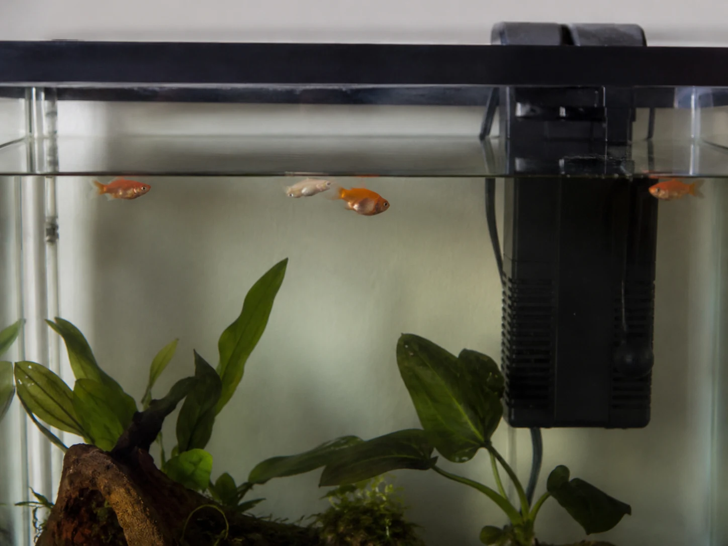 Aquarium filter stopped with still water surface