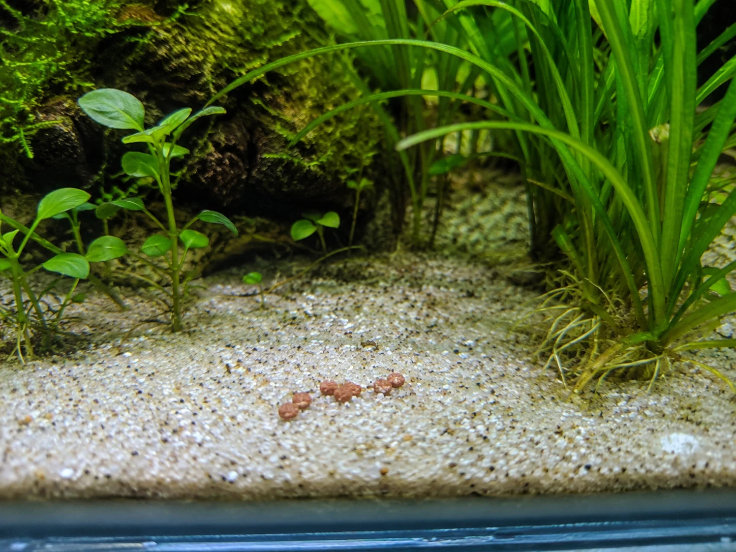Uneaten Food On Substrate