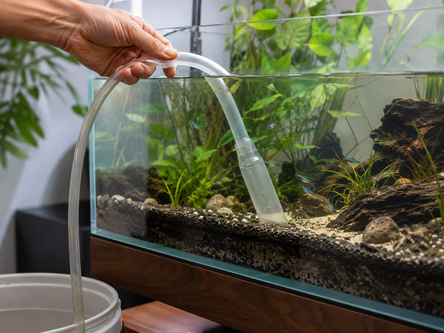 Aquarium siphon removing water during weekly maintenance