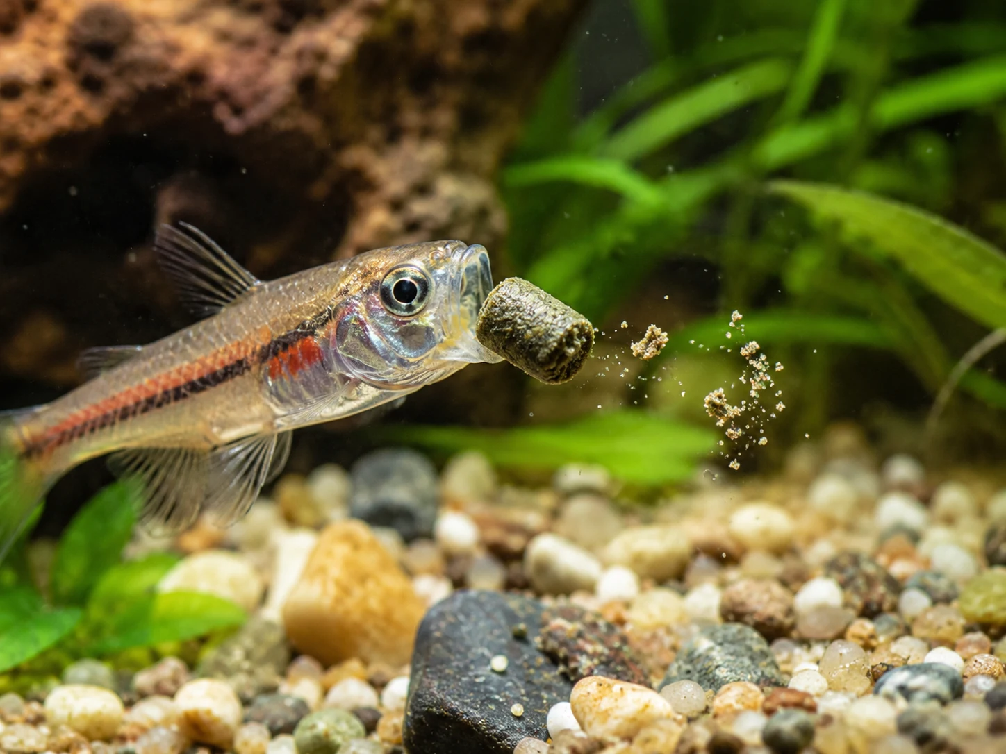 Small aquarium fish spitting out oversized pellet food