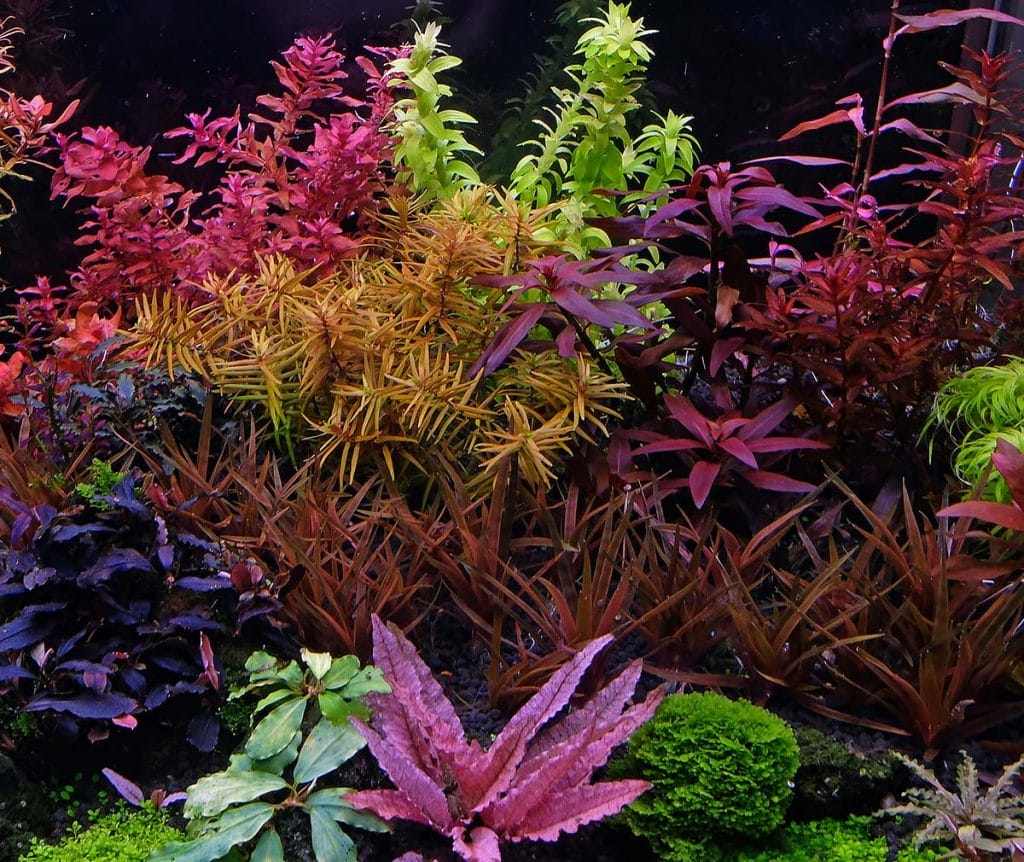 Aquarium Plant Nutrient Management